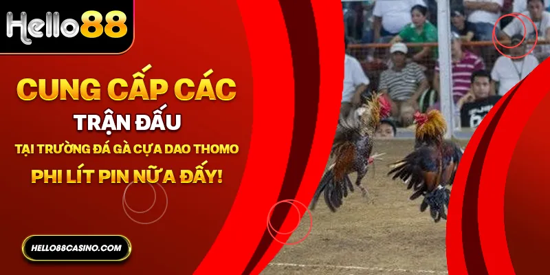 Cung cấp các trận đấu tại trường đá gà cựa dao Thomo, Phi lít pin nữa đấy!