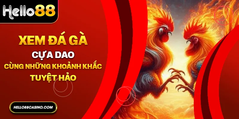 Xem đá gà cựa dao cùng những khoảnh khắc tuyệt hảo